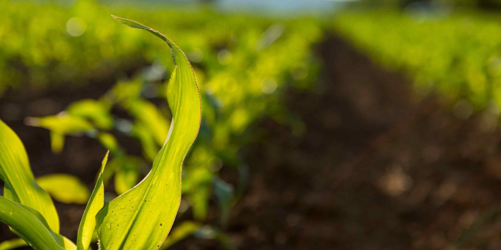 Aceite de oliva virgen extra Ecológico