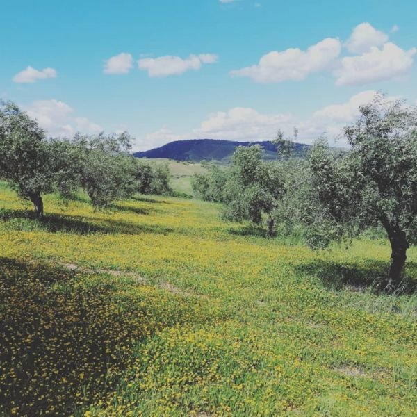 Aceite de oliva virgen extra Ecológico